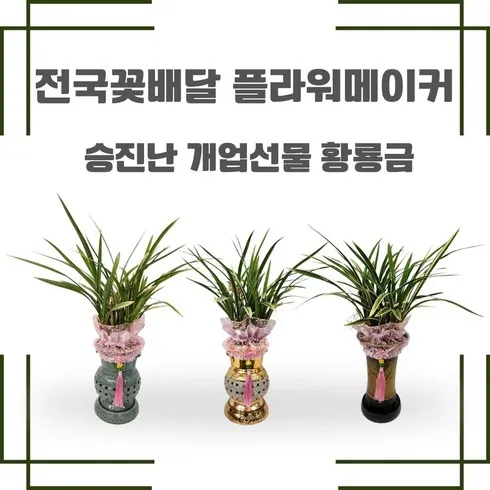 가성비 최고 동양란고급화분 Top5