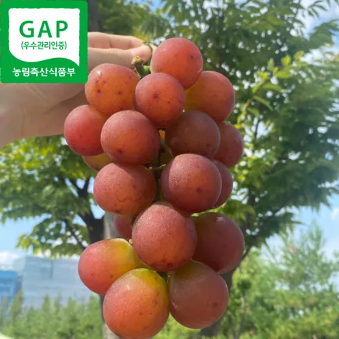 가성비 최고 루비로망 Top5