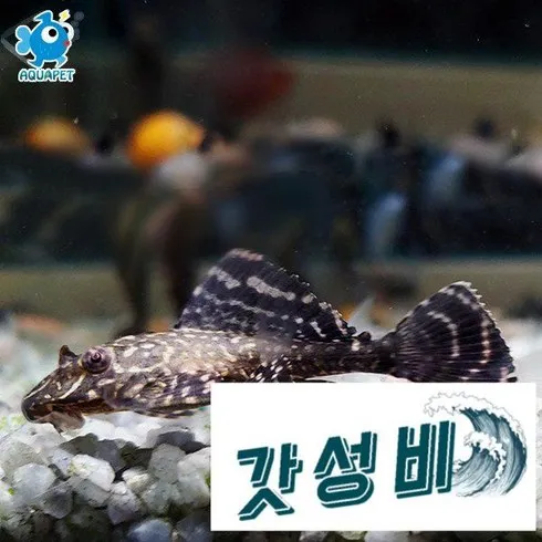 가성비 최고 비파물고기 Top5