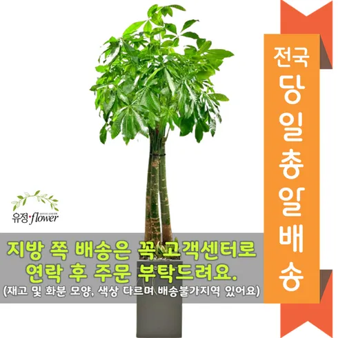 가성비 최고 개업화분특대형오픈전국서비스 Top5