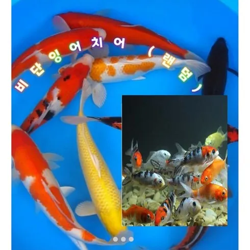 가성비 최고 비단잉어 Top5